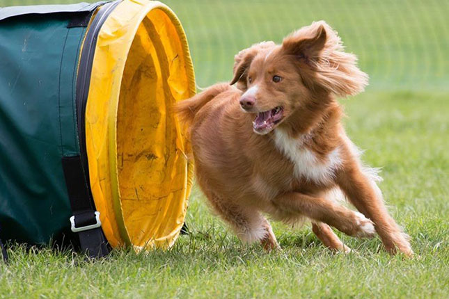 cta-agility